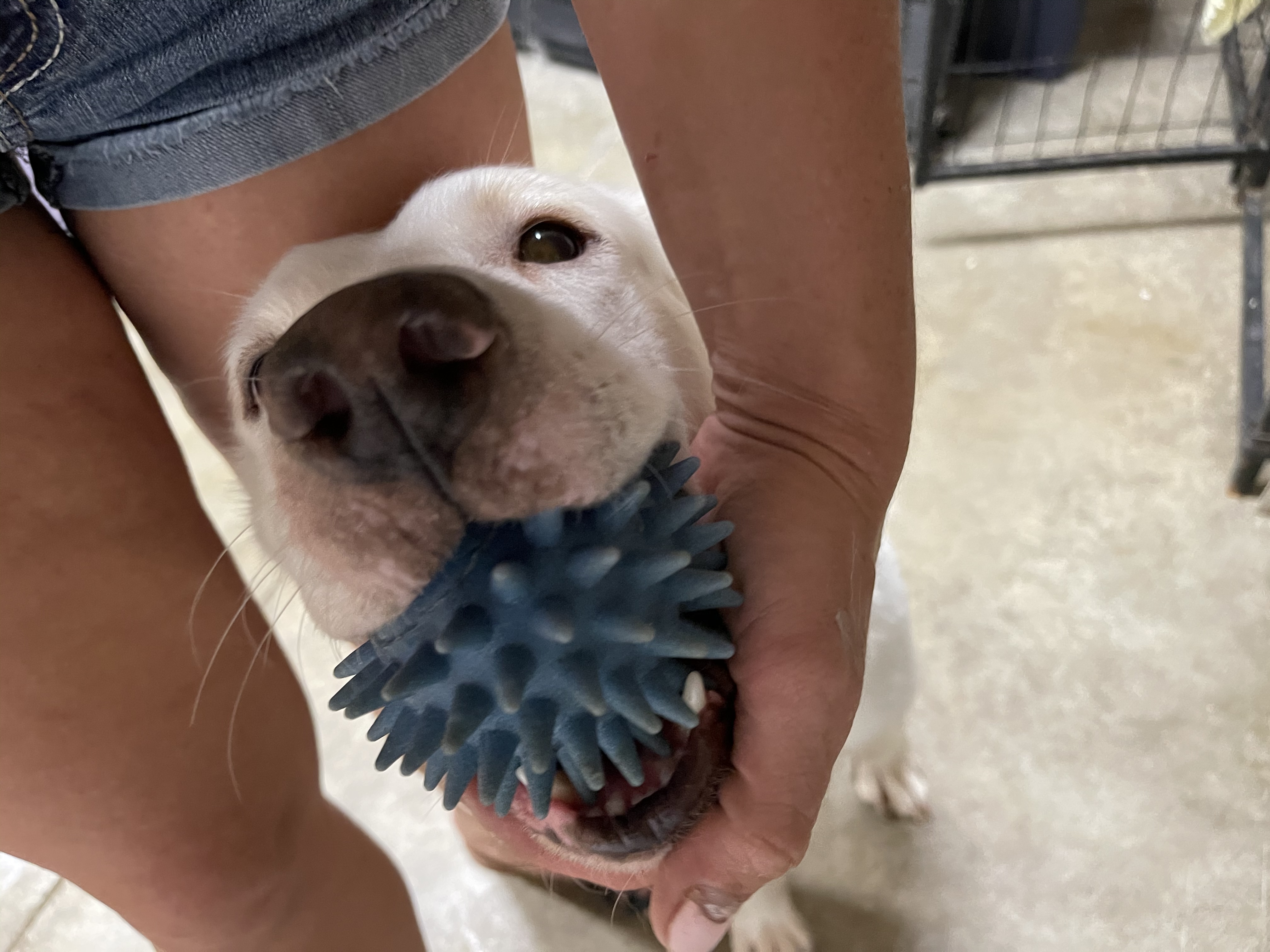 Sugarbear, a Adoptable mixed breed in Bourbonnais, IL image 3/12