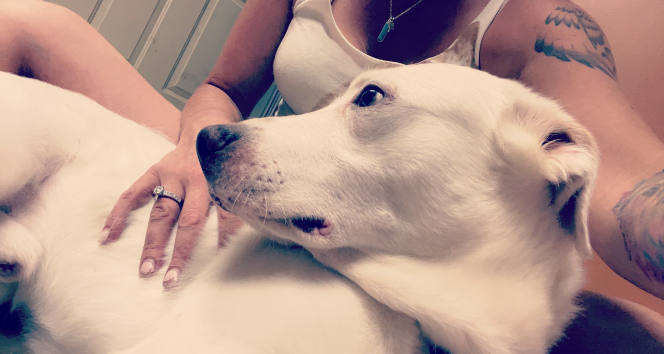 Sugarbear, a Adoptable mixed breed in Bourbonnais, IL image 4/12