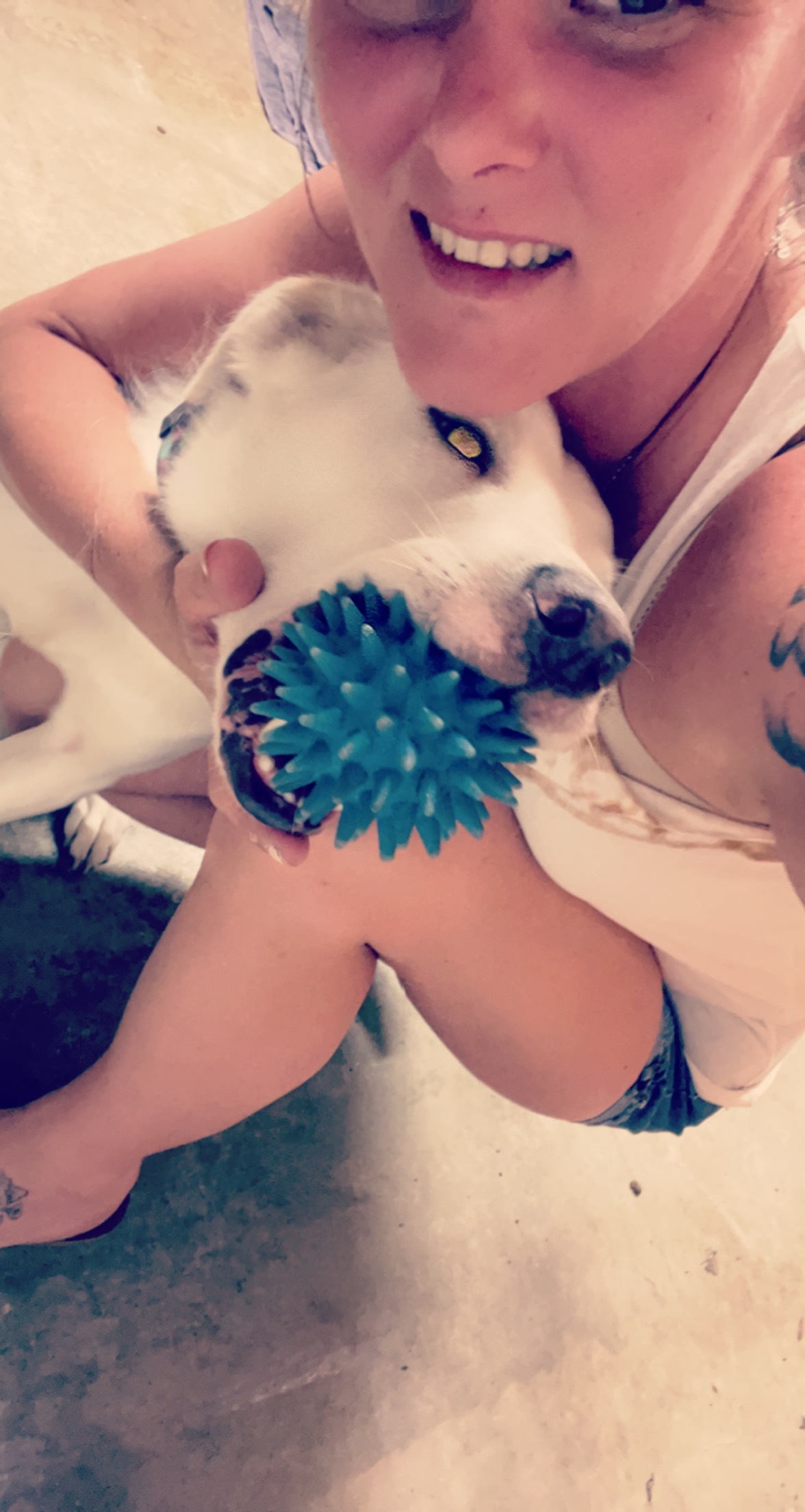 Sugarbear, a Adoptable mixed breed in Bourbonnais, IL image 5/12