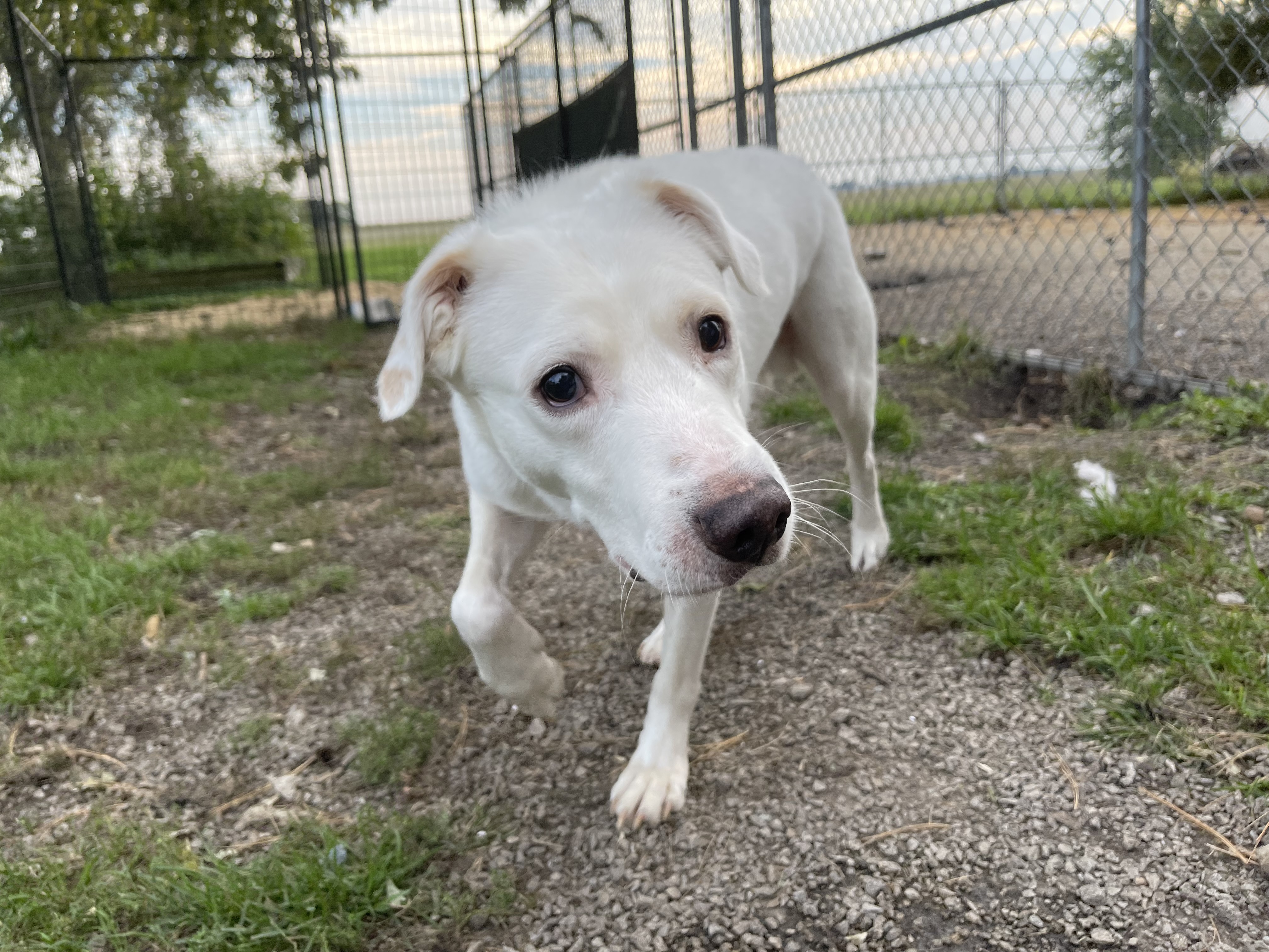 Sugarbear, a Adoptable mixed breed in Bourbonnais, IL image 6/12