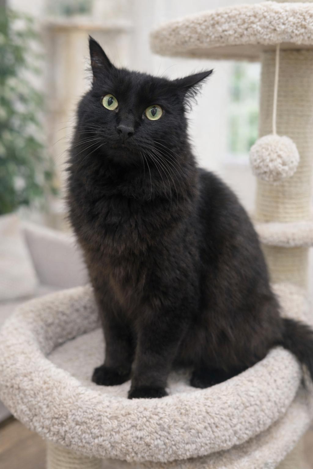 Enlarge Kali, a Adopted Domestic Long Hair in Rio Linda, CA image 2/6