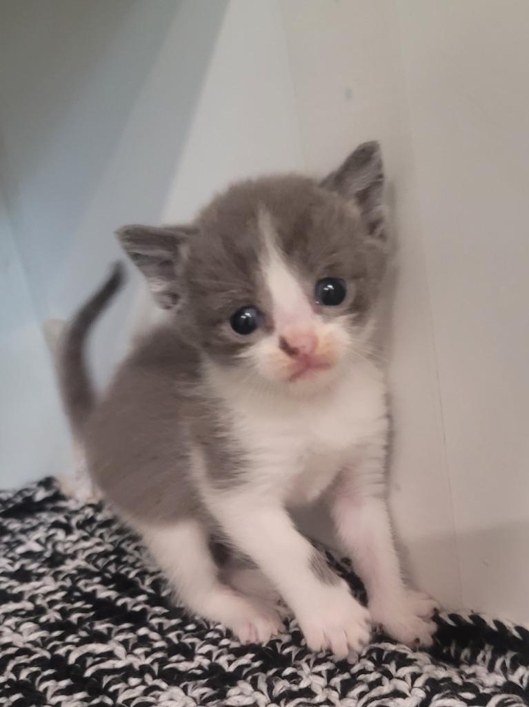 Billy, Adoptable, Kitten Male Domestic Short Hair.