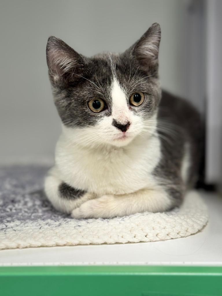 Enlarge Billy, a Adoptable mixed breed in Lunenburg, VT image 3/4