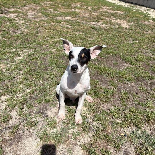 Enlarge Sirius, an adopted mixed breed in Valdosta, GA image 2/4