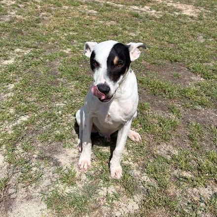 Enlarge Sirius, an adopted mixed breed in Valdosta, GA image 4/4