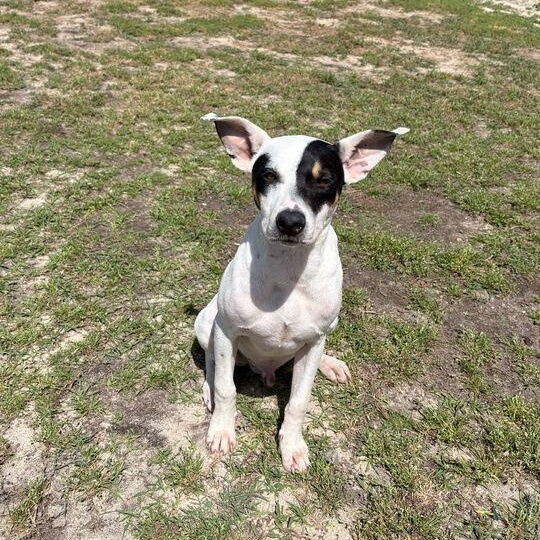 Enlarge Sirius, an adopted mixed breed in Valdosta, GA image 1/4