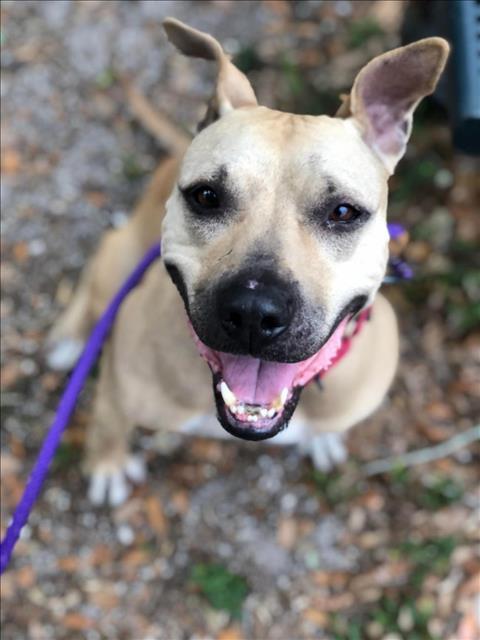 Enlarge MARIANA, a Adoptable Mixed Breed in Palmetto, FL image 1/1