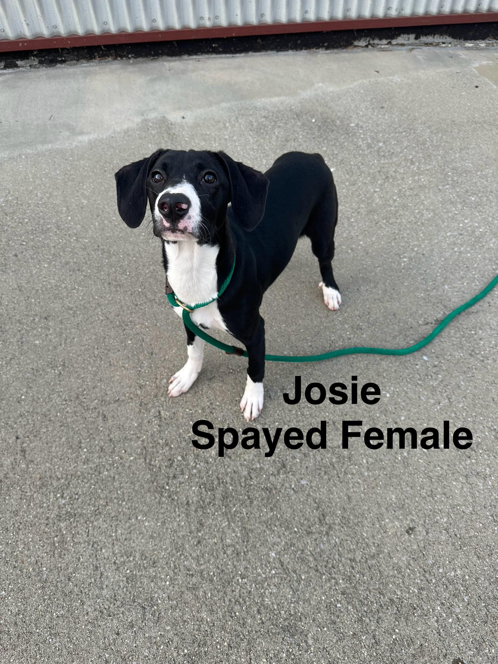 Josie