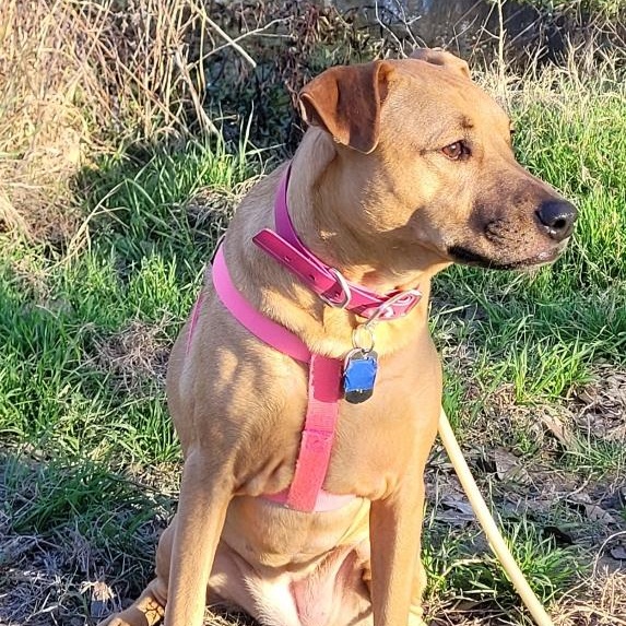 Enlarge Wednesday, a ADOPTABLE mixed breed in Houston, TX image 3/6