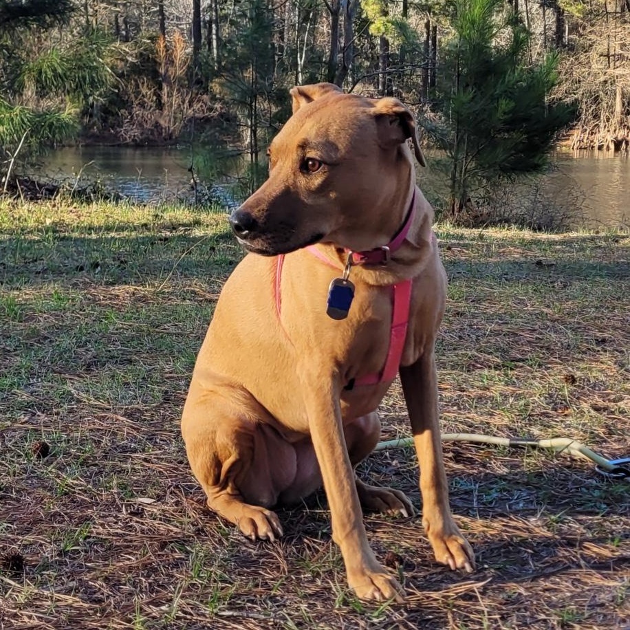 Enlarge Wednesday, a ADOPTABLE mixed breed in Houston, TX image 5/6