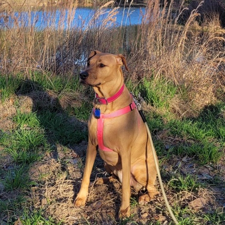 Enlarge Wednesday, a ADOPTABLE mixed breed in Houston, TX image 6/6