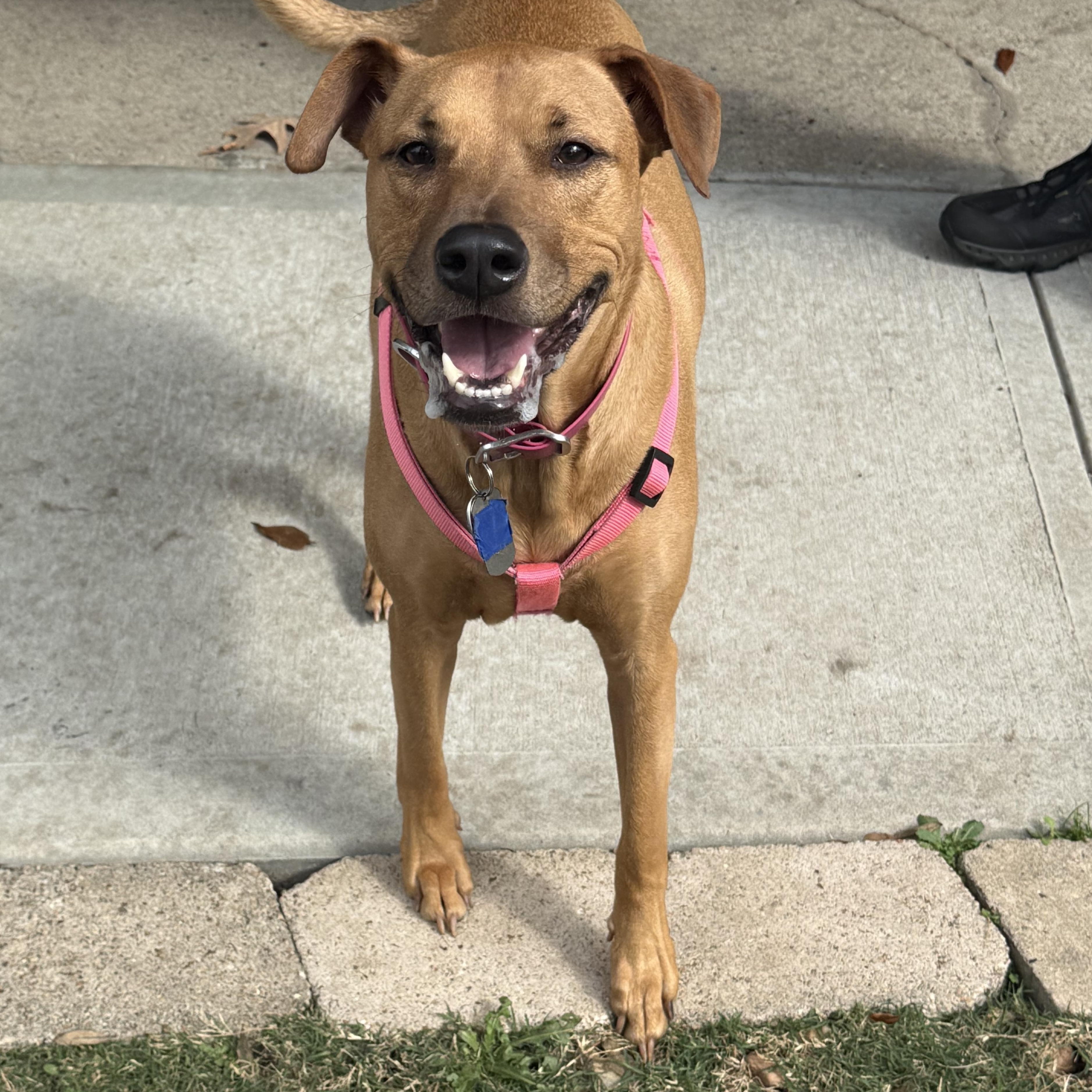 Enlarge Wednesday, a ADOPTABLE mixed breed in Houston, TX image 4/6