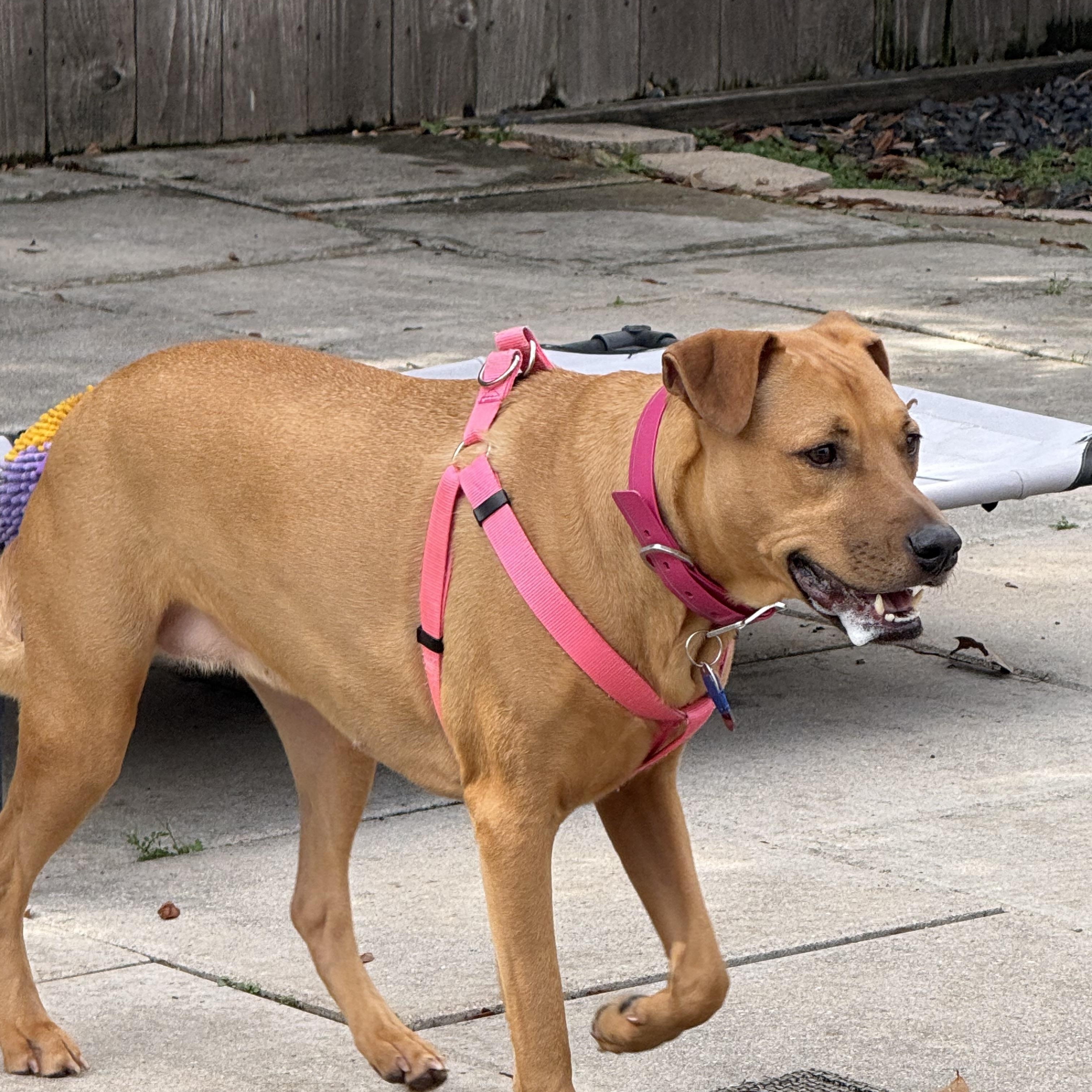 Enlarge Wednesday, a ADOPTABLE mixed breed in Houston, TX image 2/6