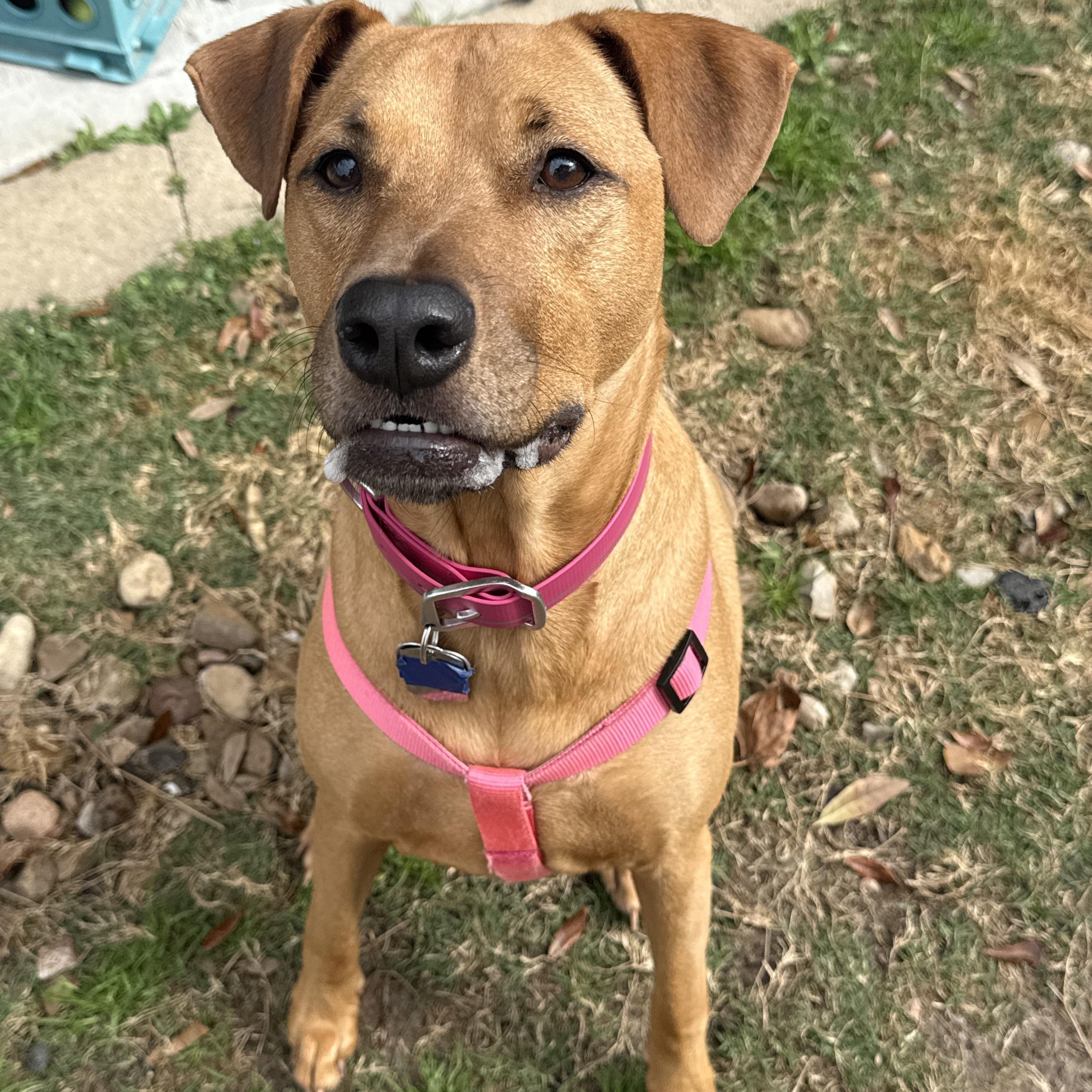 Enlarge Wednesday, a ADOPTABLE mixed breed in Houston, TX image 1/6
