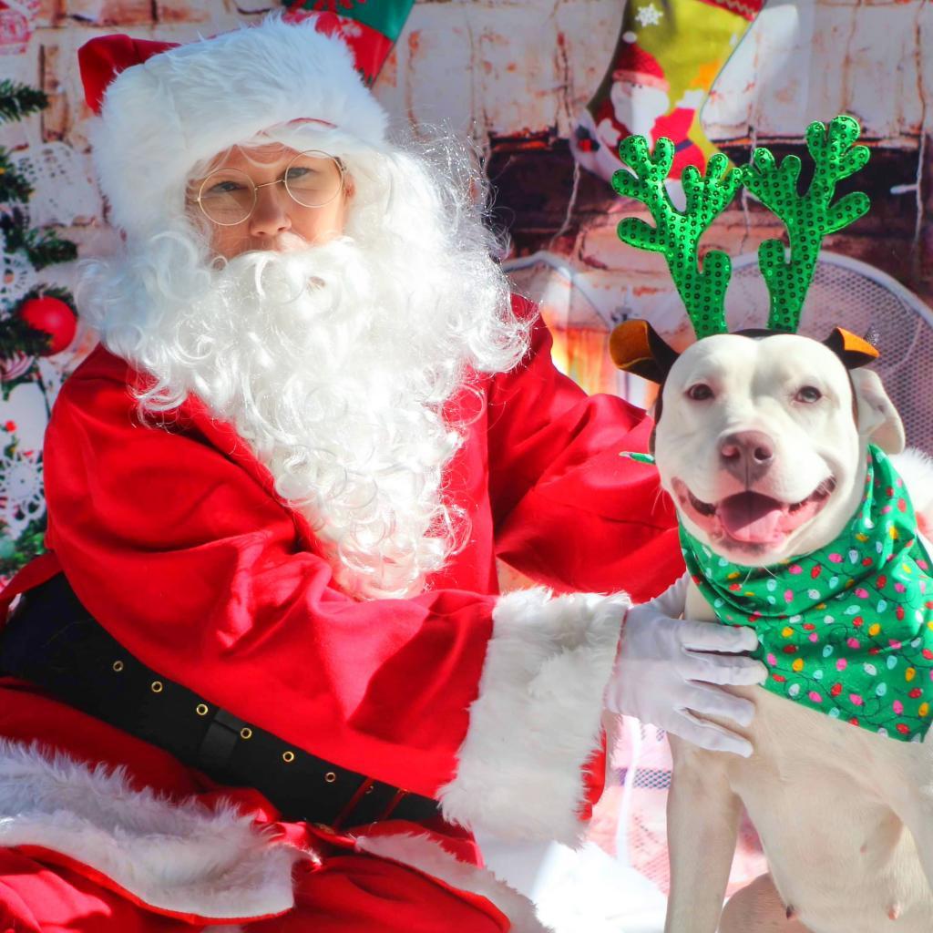 Aspen PF, Young Female Pit Bull Terrier