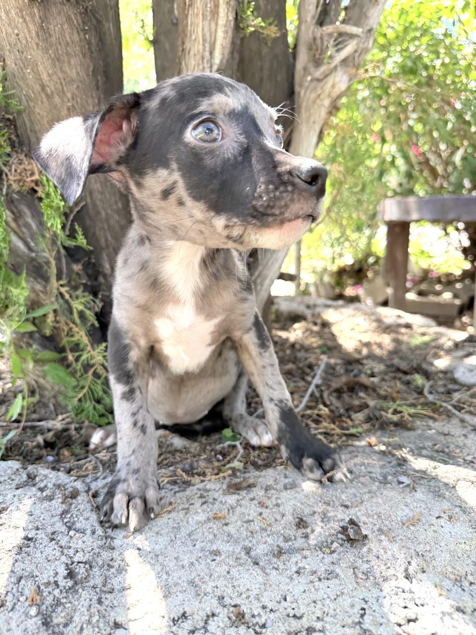 Enlarge GREY, a Adopted Catahoula Leopard Dog in Nogales, SON image 1/6