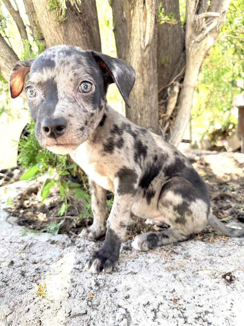 Enlarge GREY, a Adopted Catahoula Leopard Dog in Nogales, SON image 2/6