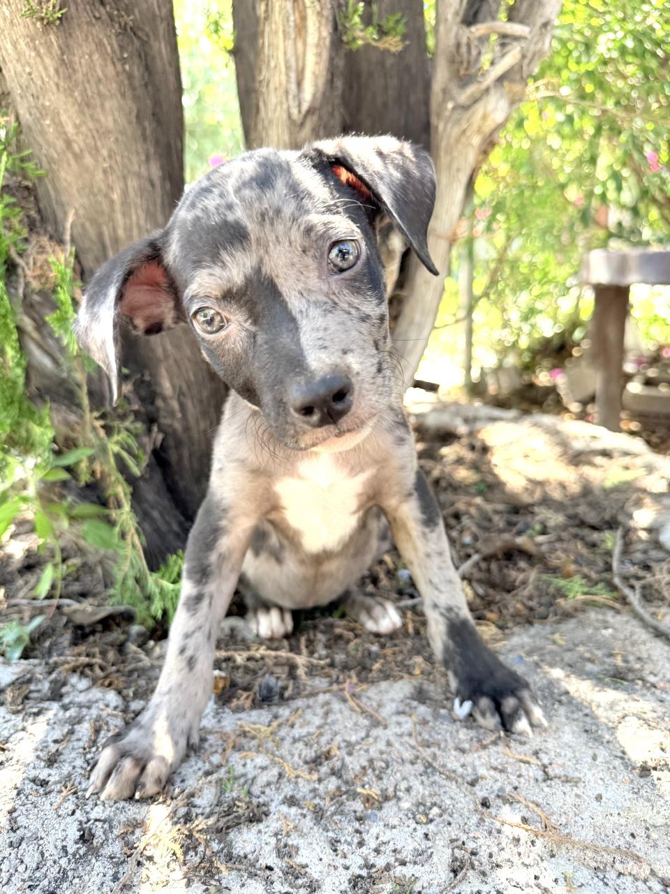 Enlarge GREY, a Adopted Catahoula Leopard Dog in Nogales, SON image 4/6