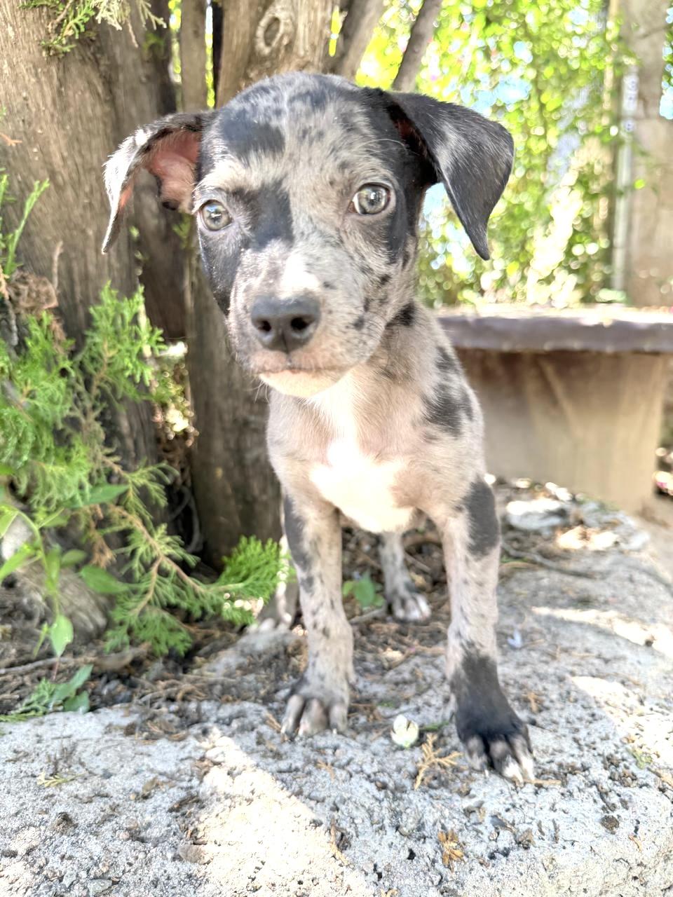 Enlarge GREY, a Adopted Catahoula Leopard Dog in Nogales, SON image 3/6