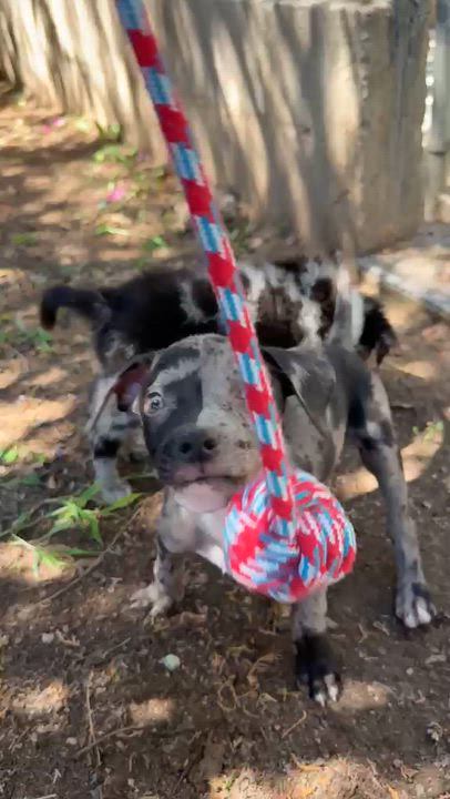 Enlarge GREY, a Adopted Catahoula Leopard Dog in Nogales, SON video 6/6
