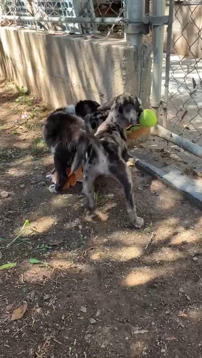 Enlarge GREY, a Adopted Catahoula Leopard Dog in Nogales, SON video 5/6