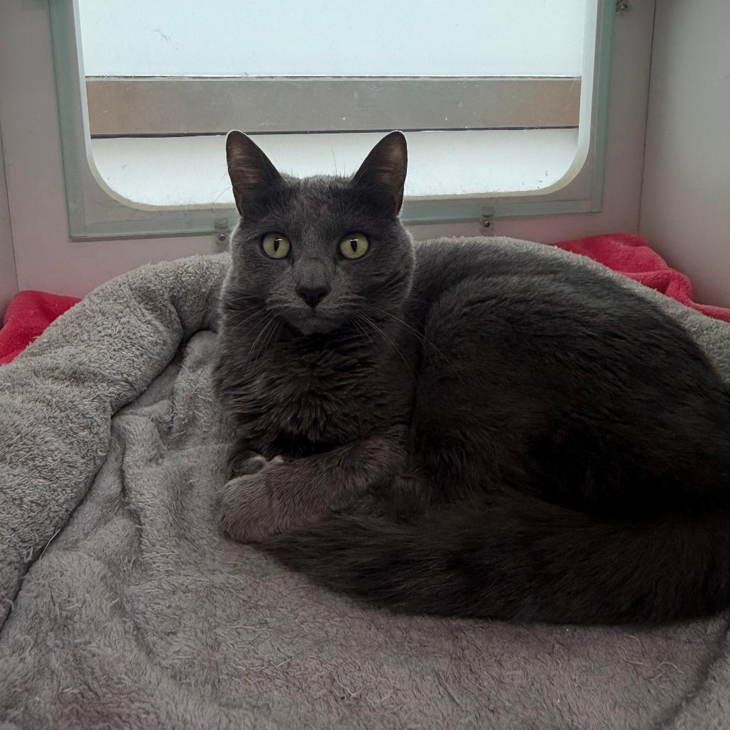 Remi, Adoptable, Adult Female Domestic Short Hair.