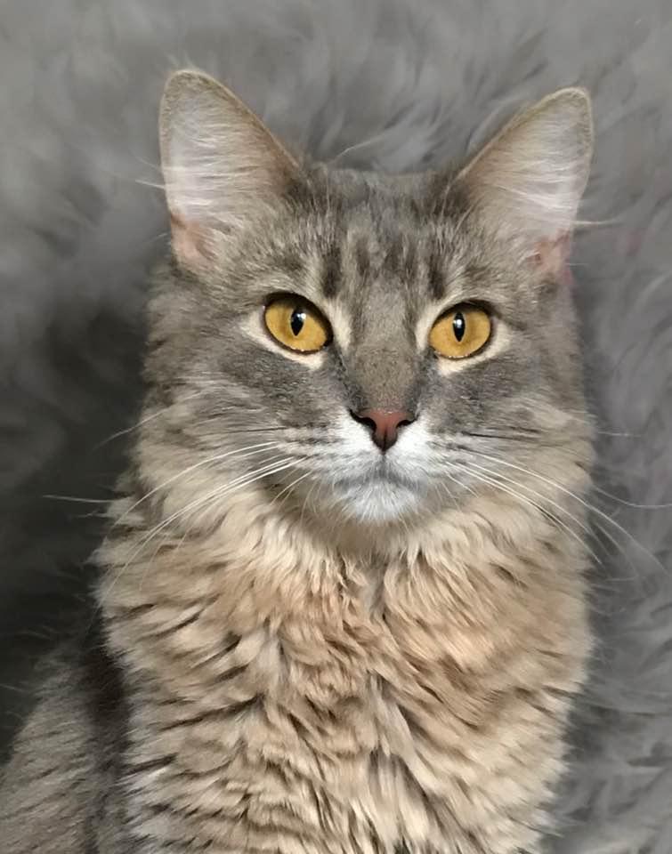 Enlarge Kiki, a Adoptable mixed breed in Houston, TX image 1/6