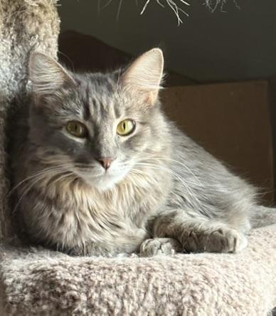 Enlarge Kiki, a Adoptable mixed breed in Houston, TX image 3/6