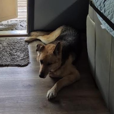 Sadie Lee, a Adoptable mixed breed in Midlothian, VA image 5/6