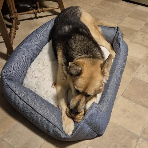 Sadie Lee, a Adoptable mixed breed in Midlothian, VA image 6/6