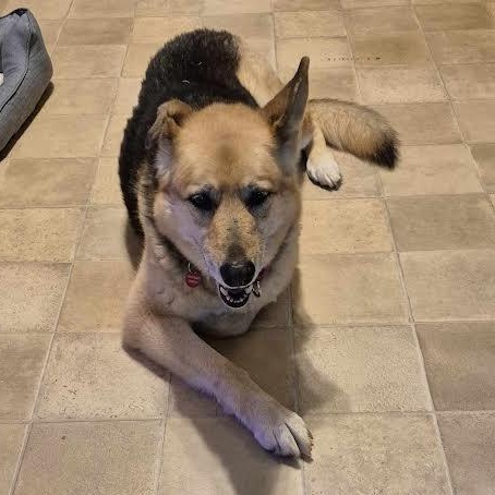 Sadie Lee, a Adoptable mixed breed in Midlothian, VA image 4/6