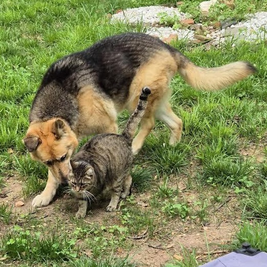 Sadie Lee, a Adoptable mixed breed in Midlothian, VA image 3/6