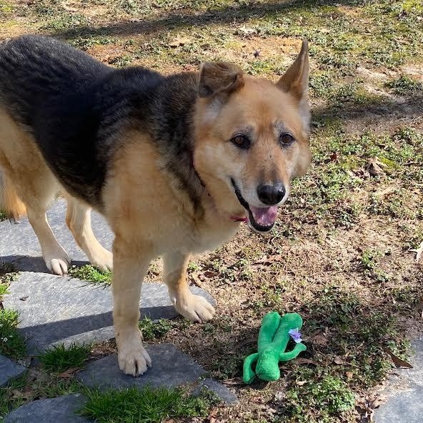 Sadie Lee, a Adoptable mixed breed in Midlothian, VA image 1/6