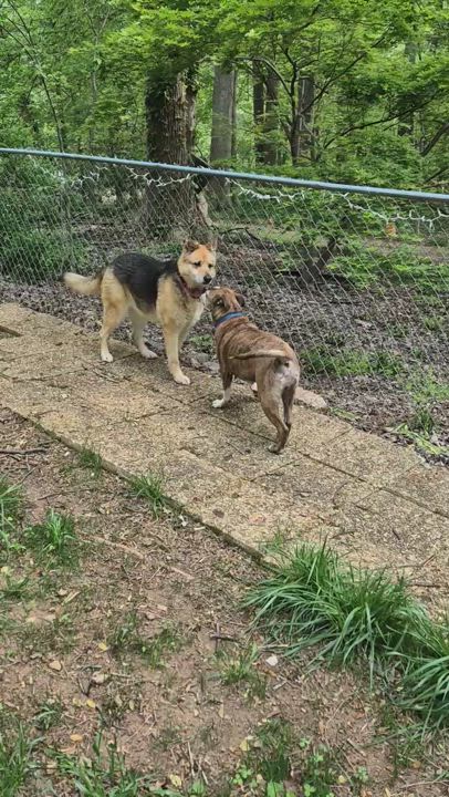 Enlarge Sadie Lee, a Adoptable mixed breed in Midlothian, VA video 2/6