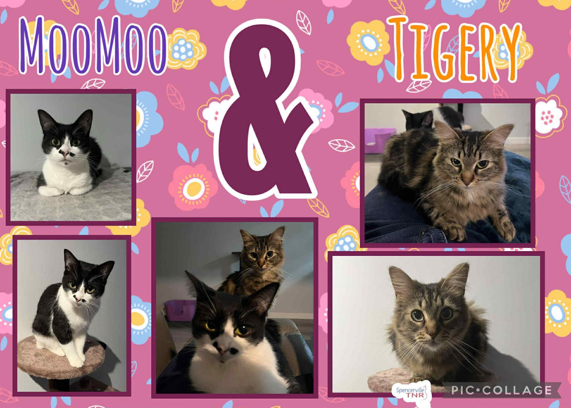 MooMoo & Tigery, Adult Female Domestic Short Hair