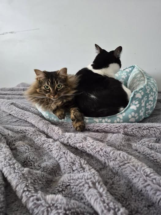 MooMoo & Tigery, Adoptable, Adult Female Domestic Short Hair.