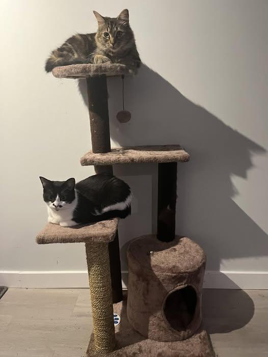 Enlarge MooMoo & Tigery, a Adoptable Domestic Short Hair in Spencerville, ON image 1/2