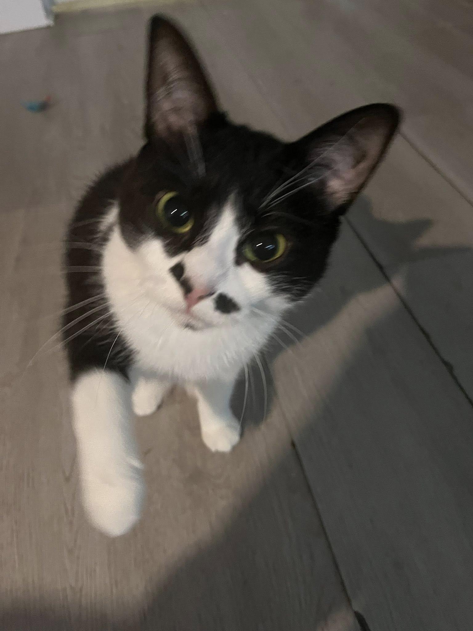 MooMoo & Tigery, a Adoptable Domestic Short Hair in Spencerville, ON image 5/6