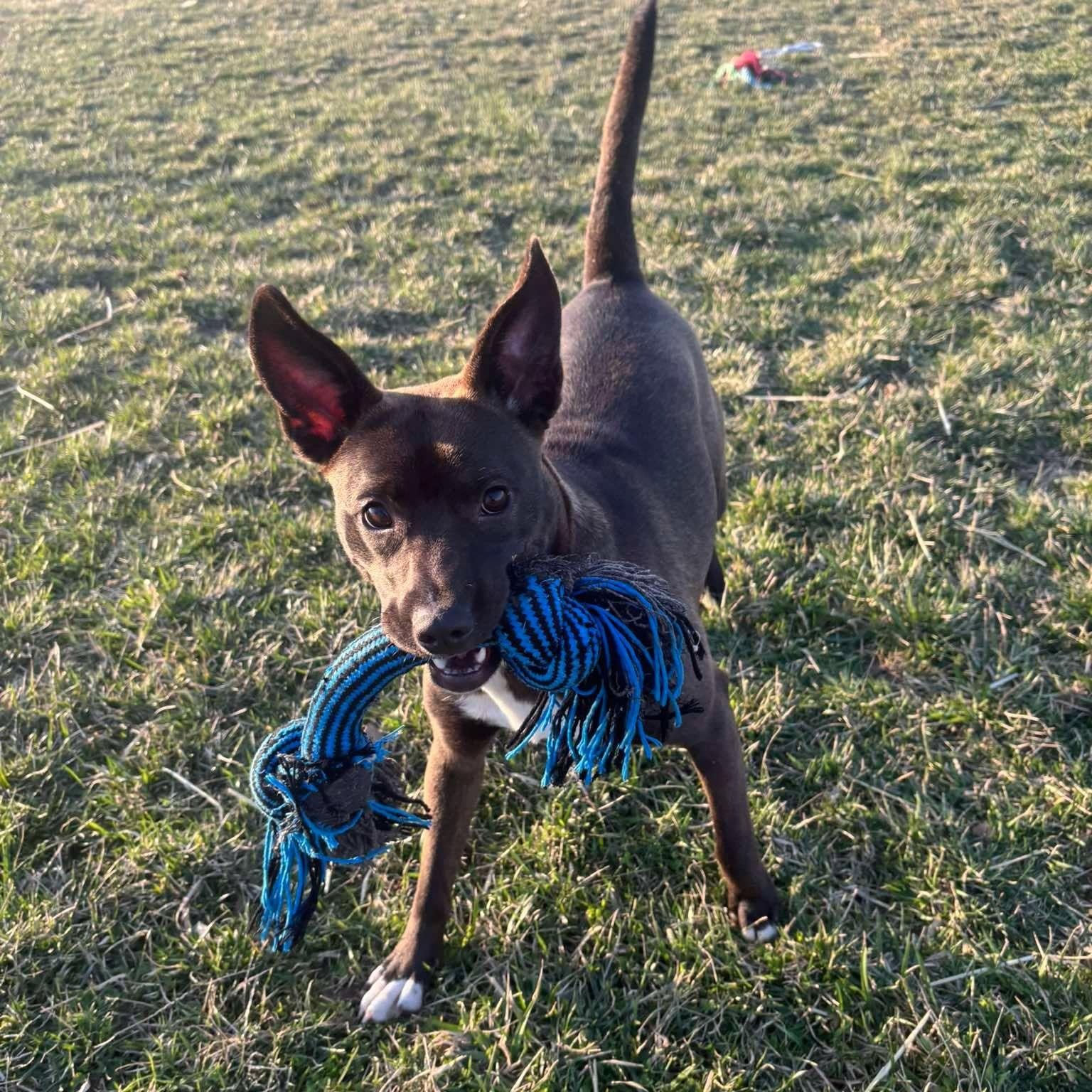 Enlarge Luna, a Adoptable Mixed Breed in Archbold , OH image 1/2