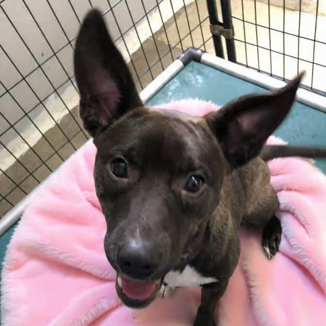 Enlarge Luna, a Adoptable Mixed Breed in Archbold , OH image 2/2