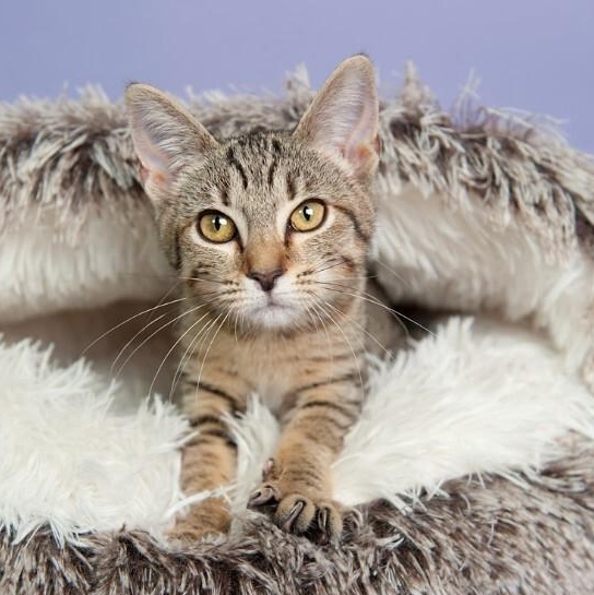 Ophelia Bard — thumbnail 3