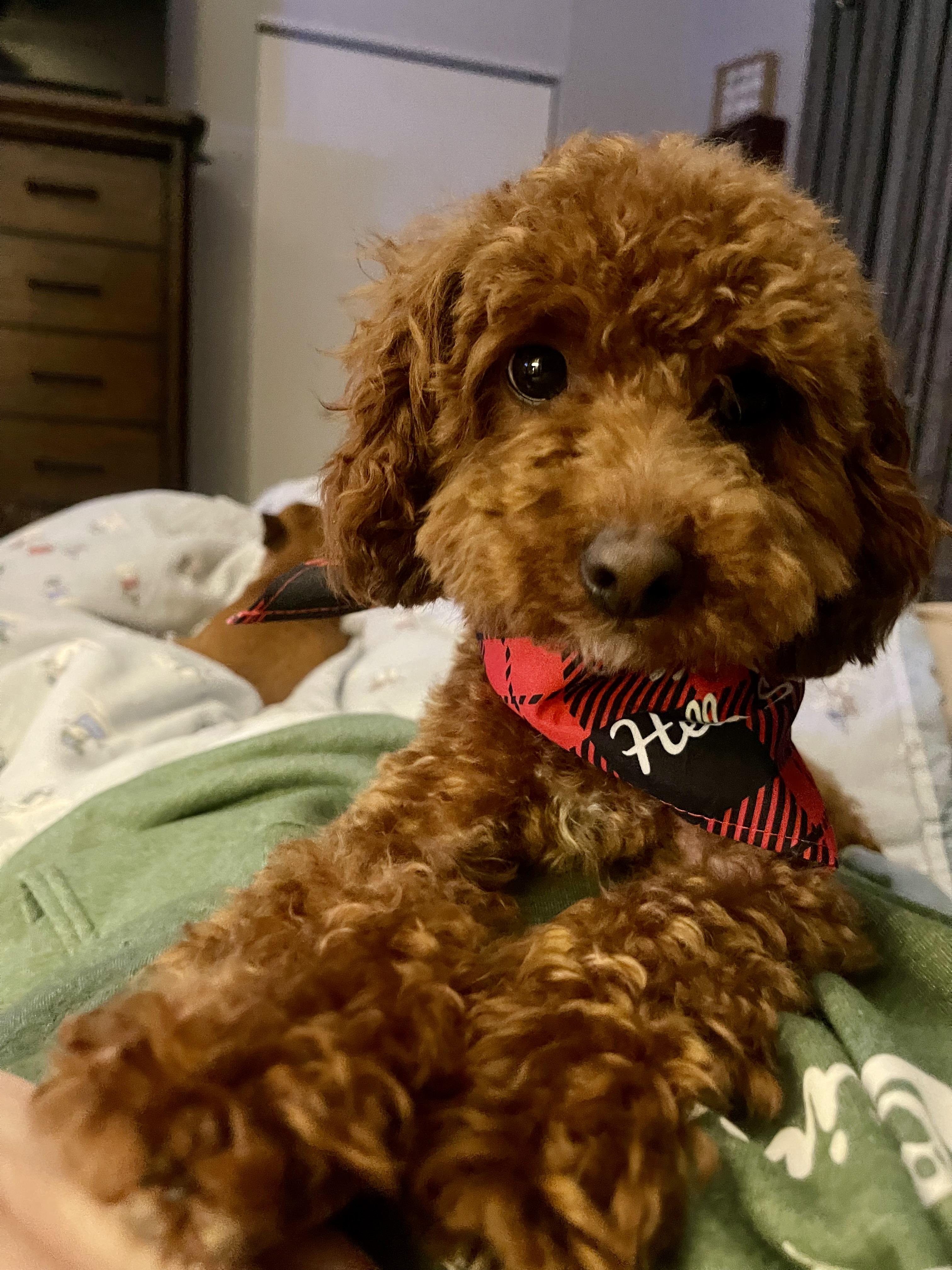 Enlarge Dunkin, a ADOPTABLE Miniature Poodle in Bettendorf, IA image 2/2