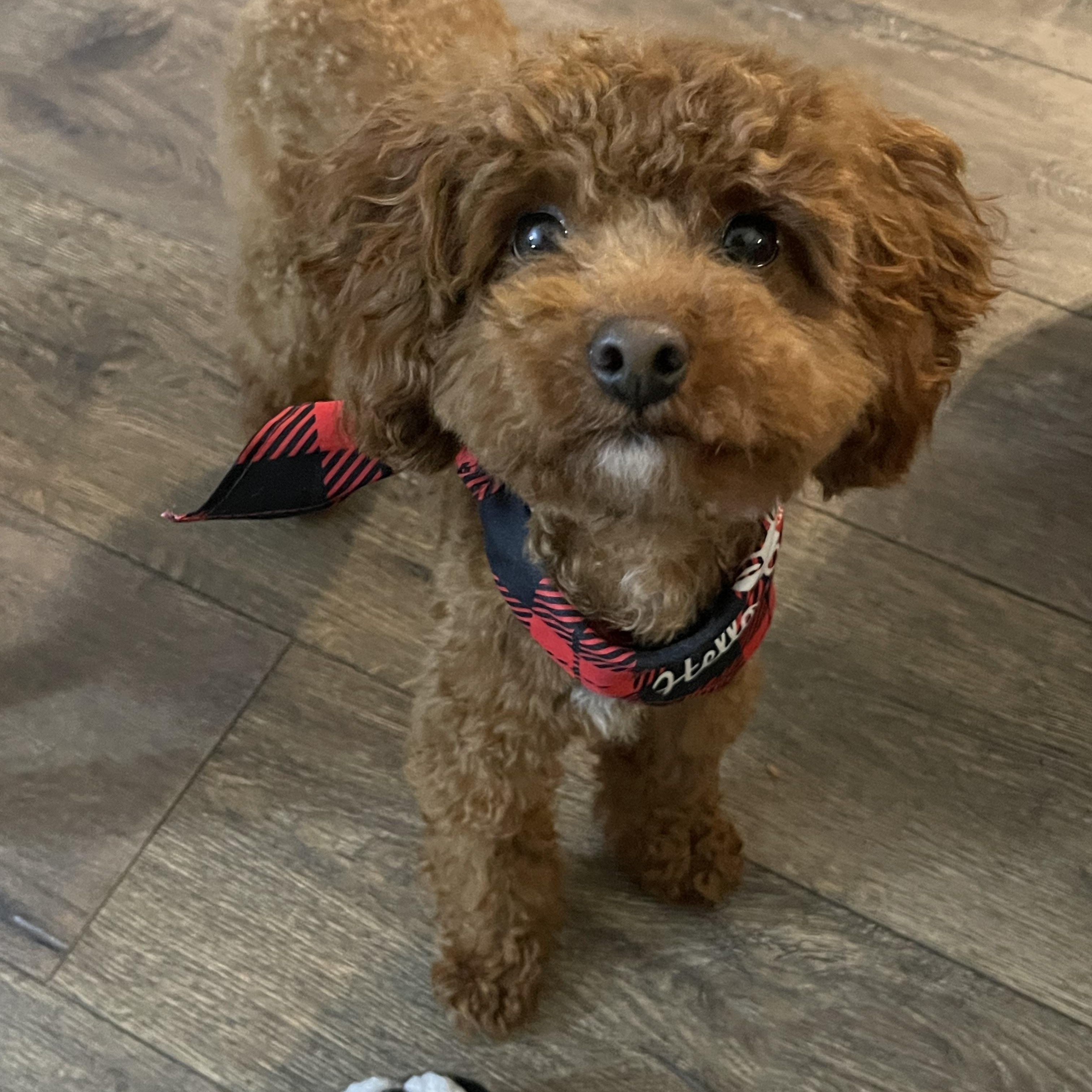 Dunkin, ADOPTABLE, Adult Male Miniature Poodle.