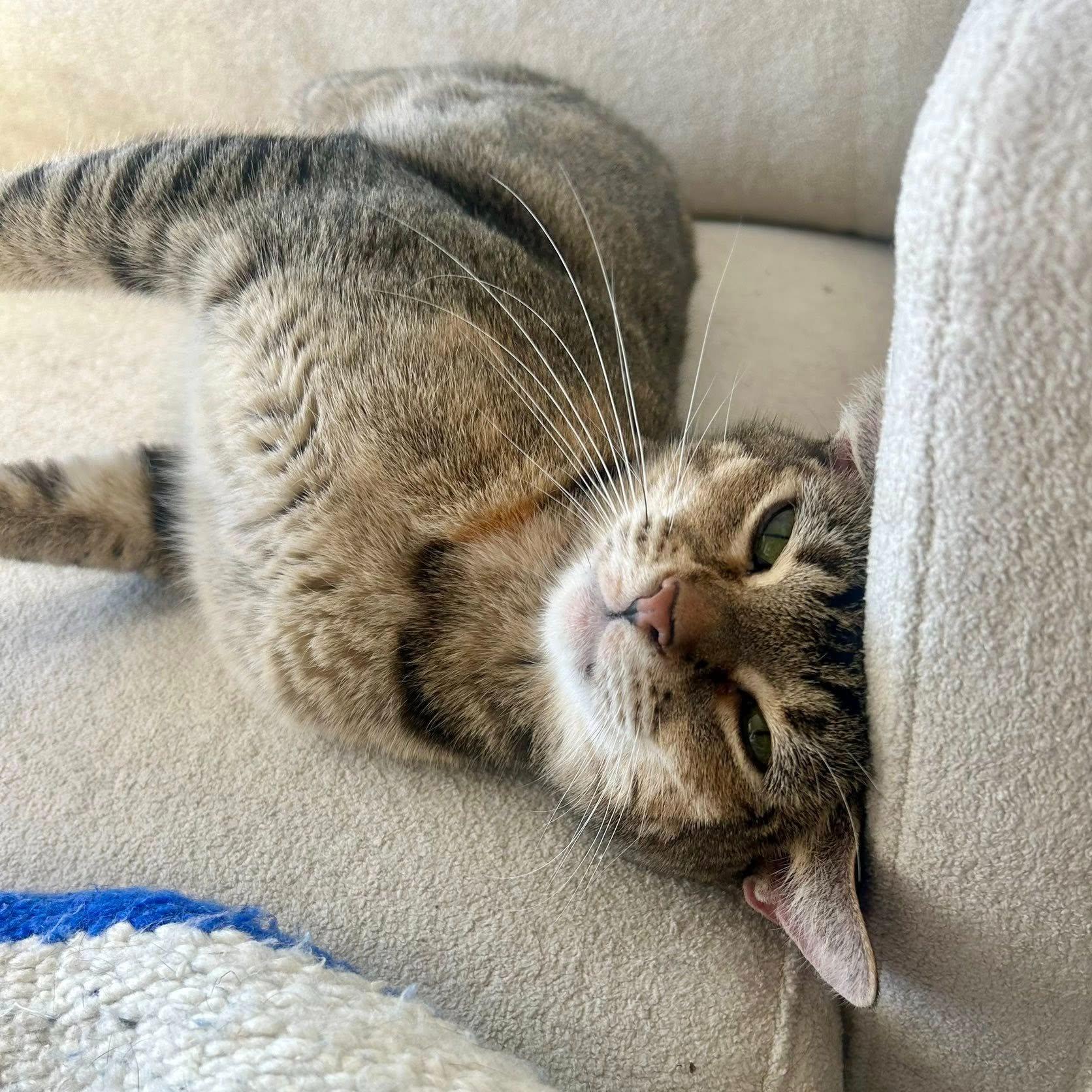 Enlarge Athena, a ADOPTABLE mixed breed in Queen Creek, AZ image 3/5