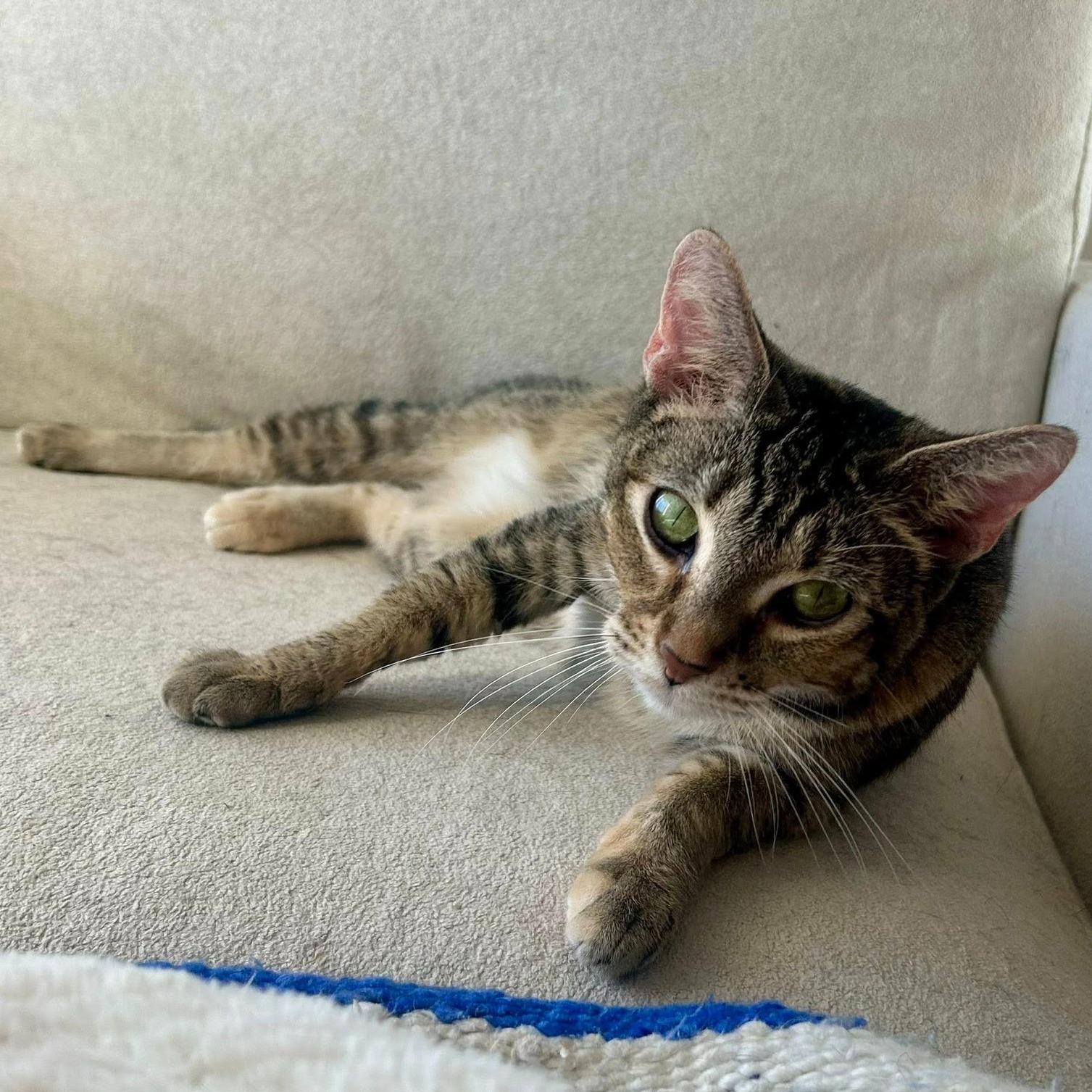 Enlarge Athena, a ADOPTABLE mixed breed in Queen Creek, AZ image 4/5