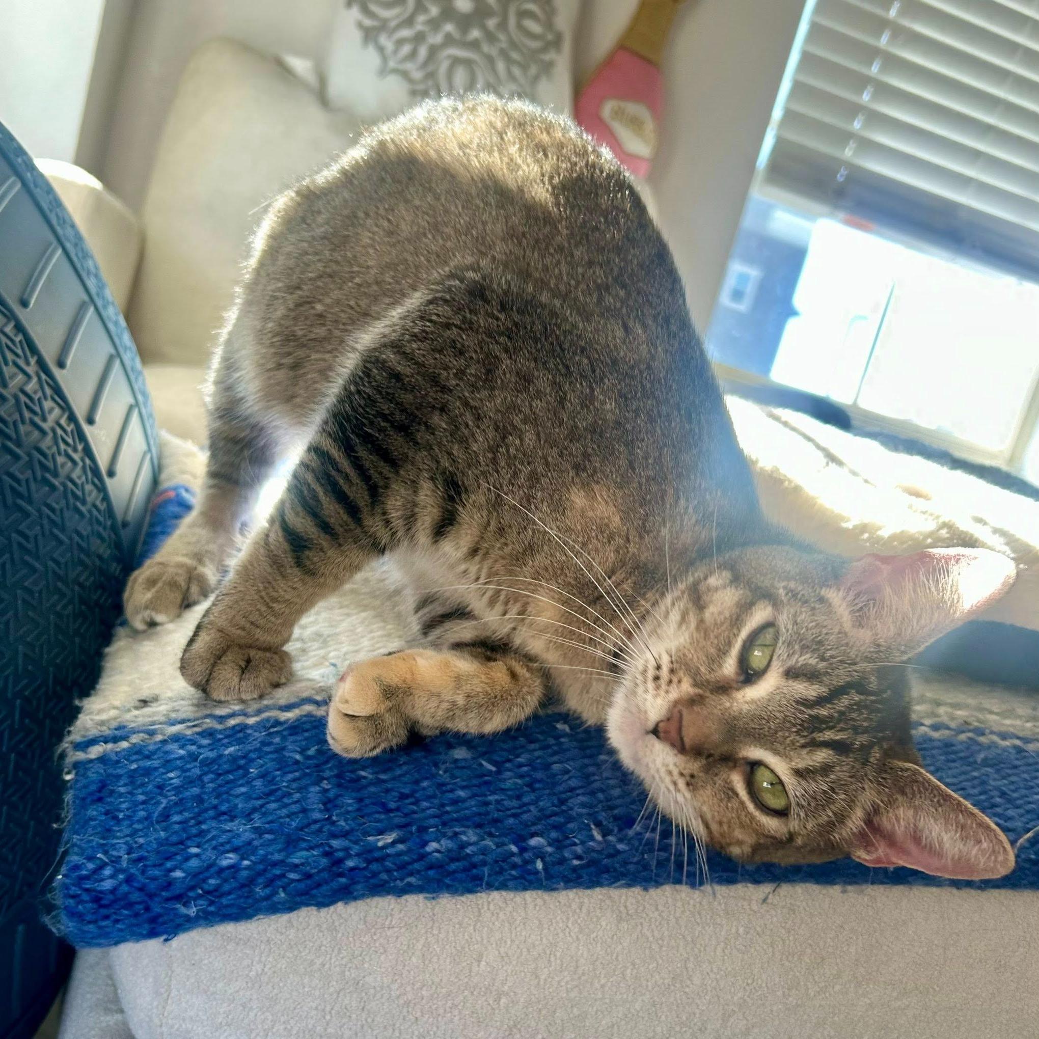 Enlarge Athena, a ADOPTABLE mixed breed in Queen Creek, AZ image 2/5