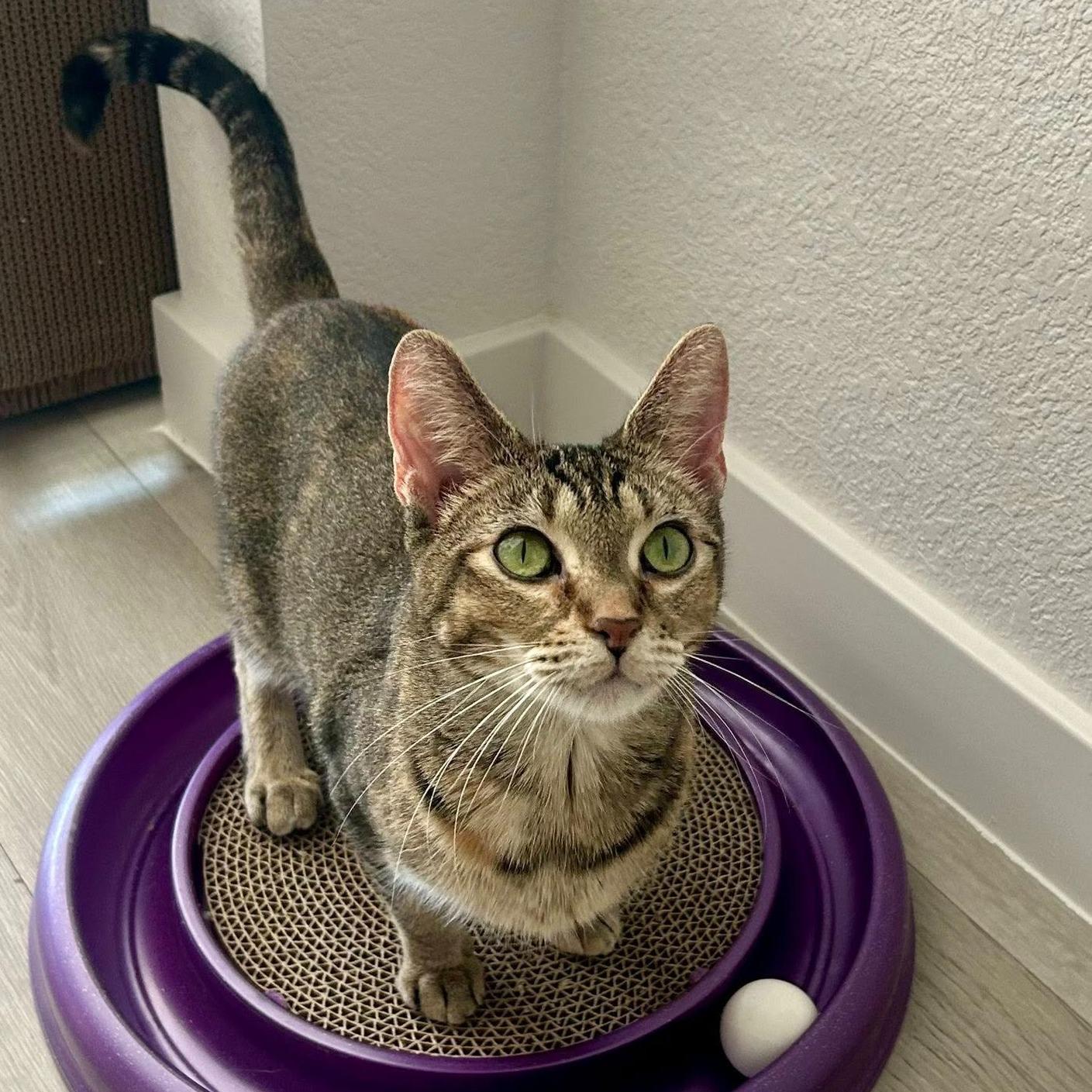 Athena, ADOPTABLE, Adult Female Abyssinian & Domestic Short Hair.