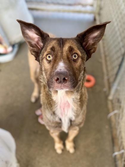 Bellatrix, Adoptable, Young Female German Shepherd Dog & Mixed Breed.