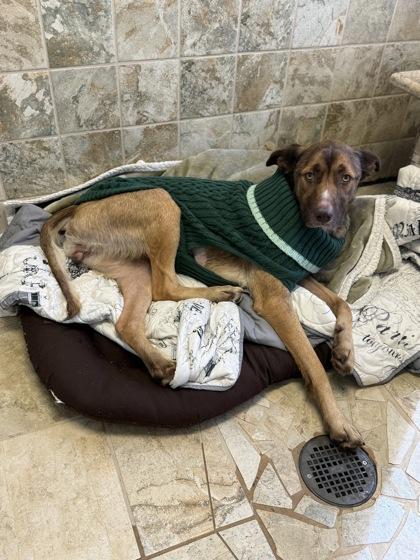 Bellatrix, a Adoptable mixed breed in Picayune, MS image 2/3