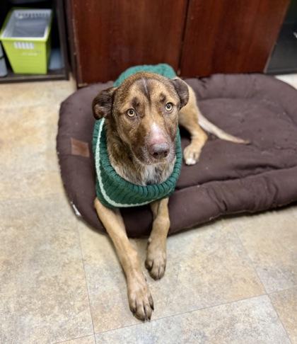 Bellatrix, a Adoptable mixed breed in Picayune, MS image 3/3